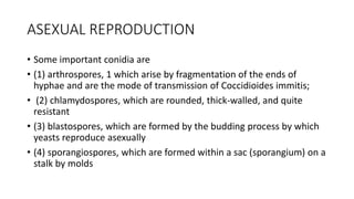 ASEXUAL REPRODUCTION
• Some important conidia are
• (1) arthrospores, 1 which arise by fragmentation of the ends of
hyphae and are the mode of transmission of Coccidioides immitis;
• (2) chlamydospores, which are rounded, thick-walled, and quite
resistant
• (3) blastospores, which are formed by the budding process by which
yeasts reproduce asexually
• (4) sporangiospores, which are formed within a sac (sporangium) on a
stalk by molds
 