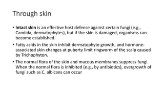 Through skin
• Intact skin is an effective host defense against certain fungi (e.g.,
Candida, dermatophytes), but if the skin is damaged, organisms can
become established.
• Fatty acids in the skin inhibit dermatophyte growth, and hormone-
associated skin changes at puberty limit ringworm of the scalp caused
by Trichophyton.
• The normal flora of the skin and mucous membranes suppress fungi.
When the normal flora is inhibited (e.g., by antibiotics), overgrowth of
fungi such as C. albicans can occur
 