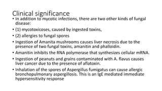 Clinical significance
• In addition to mycotic infections, there are two other kinds of fungal
disease:
• (1) mycotoxicoses, caused by ingested toxins,
• (2) allergies to fungal spores
• Ingestion of Amanita mushrooms causes liver necrosis due to the
presence of two fungal toxins, amanitin and phalloidin.
• Amanitin inhibits the RNA polymerase that synthesizes cellular mRNA.
• Ingestion of peanuts and grains contaminated with A. flavus causes
liver cancer due to the presence of aflatoxin.
• Inhalation of the spores of Aspergillus fumigatus can cause allergic
bronchopulmonary aspergillosis. This is an IgE mediated immediate
hypersensitivity response
 