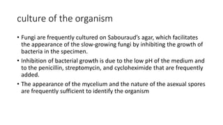 culture of the organism
• Fungi are frequently cultured on Sabouraud’s agar, which facilitates
the appearance of the slow-growing fungi by inhibiting the growth of
bacteria in the specimen.
• Inhibition of bacterial growth is due to the low pH of the medium and
to the penicillin, streptomycin, and cycloheximide that are frequently
added.
• The appearance of the mycelium and the nature of the asexual spores
are frequently sufficient to identify the organism
 