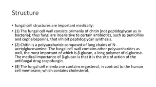 Structure
• fungal cell structures are important medically:
• (1) The fungal cell wall consists primarily of chitin (not peptidoglycan as in
bacteria); thus fungi are insensitive to certain antibiotics, such as penicillins
and cephalosporins, that inhibit peptidoglycan synthesis.
• (2) Chitin is a polysaccharide composed of long chains of N-
acetylglucosamine. The fungal cell wall contains other polysaccharides as
well, the most important of which is β-glucan, a long polymer of d-glucose.
The medical importance of β-glucan is that it is the site of action of the
antifungal drug caspofungin.
• (3) The fungal cell membrane contains ergosterol, in contrast to the human
cell membrane, which contains cholesterol.
 
