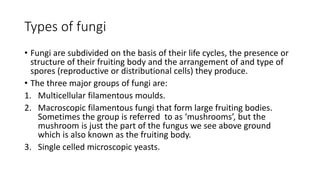 Types of fungi
• Fungi are subdivided on the basis of their life cycles, the presence or
structure of their fruiting body and the arrangement of and type of
spores (reproductive or distributional cells) they produce.
• The three major groups of fungi are:
1. Multicellular filamentous moulds.
2. Macroscopic filamentous fungi that form large fruiting bodies.
Sometimes the group is referred to as ‘mushrooms’, but the
mushroom is just the part of the fungus we see above ground
which is also known as the fruiting body.
3. Single celled microscopic yeasts.
 