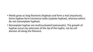 • Molds grow as long filaments (hyphae) and form a mat (mycelium).
Some hyphae form transverse walls (septate hyphae), whereas others
do not (nonseptate hyphae).
• Nonseptate hyphae are multinucleated (coenocytic). The growth of
hyphae occurs by extension of the tip of the hypha, not by cell
division all along the filament.
 