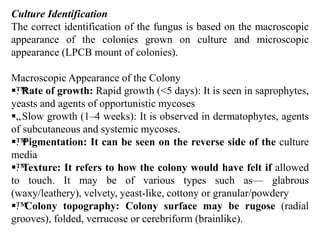 Culture Identification
The correct identification of the fungus is based on the macroscopic
appearance of the colonies grown on culture and microscopic
appearance (LPCB mount of colonies).
Macroscopic Appearance of the Colony
™
. Rate of growth: Rapid growth (<5 days): It is seen in saprophytes,
yeasts and agents of opportunistic mycoses
„
. Slow growth (1–4 weeks): It is observed in dermatophytes, agents
of subcutaneous and systemic mycoses.
™
. Pigmentation: It can be seen on the reverse side of the culture
media
™
. Texture: It refers to how the colony would have felt if allowed
to touch. It may be of various types such as— glabrous
(waxy/leathery), velvety, yeast-like, cottony or granular/powdery
™
. Colony topography: Colony surface may be rugose (radial
grooves), folded, verrucose or cerebriform (brainlike).
 