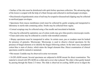 • Surface of the skin must be disinfected with spirit before specimen collection. The advancing edge
of the lesion is scraped with the help of a blunt forceps and collected in sterilized paper envelopes.
• Discoloured or hyperkeratotic areas of nail may be scraped or diseased nail clipping may be collected
in sterilized paper envelopes.
• Specimens from mucus membranes (oral) must be collected by gentle scraping and transported to
laboratory in sterile tube containing saline. Swabs may be collected from vagina.
• Corneal scrapings may be collected using a fine needle and inoculated at bedside.
• Pus may be collected by aspiration; use of cotton swabs may give false positive microscopic results.
• Clean catch urine may be collected in a sterile wide-mouthed container.
• Biopsy specimens must be transported in saline. In certain cases, pus or exudates must be looked
for presence of granules. Microscopy: Microscopy is used to observe clinical specimens for the
presence of fungal elements or to identify the fungus following culture. In the latter case, lactophenol
cotton blue is stain of choice, which stains the fungal elements blue. Direct examination of clinical
specimens could be stained or unstained.
• Wet mount: Candida may be observed in urine wet mounts
• 10-20% KOH mount: Several specimens are subjected to KOH mount for direct examination. The
material is mixed with 20% KOH on a slide and a cover slip is placed. The slide is then gently heated
by passing through the flame 2-3 times. The slide is observed on cooling. KOH serves to digest the
 