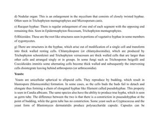 d) Nodular organ: This is an enlargement in the mycelium that consists of closely twisted hyphae.
Often seen in Trichophyton mentagrophytes and Microsporum canis.
e) Racquet hyphae: There is regular enlargement of one end of each segment with the opposing end
remaining thin. Seen in Epidermophyton floccosum, Trichophyton mentagrophytes.
f) Rhizoides: These are the root like structures seen in portions of vegetative hyphae in some members
of zygomycetes.
g) There are structures in the hyphae, which arise out of modification of a single cell and transform
into thick walled resting cells. Chlamydospore (or chlamydoconidia), which are produced by
Trichophyton schoenleinii and Trichophyton verrucosum are thick walled cells that are larger than
other cells and arranged singly or in groups. In some fungi such as Trichosporon beigeilli and
Coccidioides immitis some alternating cells become thick walled and subsequently the intervening
cells disintegrate leaving behind arthrospores (or arthroconidia).
Yeasts:
Yeasts are unicellular spherical to ellipsoid cells. They reproduce by budding, which result in
blastospore (blastoconidia) formation. In some cases, as the cells buds the buds fail to detach and
elongate thus forming a chain of elongated hyphae like filament called pseudohyphae. This property
is seen in Candia albicans. The same species also have the ability to produce true hypha, which is seen
as germ tube. The difference between the two is that there is a constriction in psueudohyphae at the
point of budding, while the germ tube has no constriction. Some yeast such as Cryptococcus and the
yeast form of Blastomyces dermatatidis produce polysaccharide capsule. Capsules can be
 