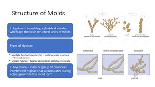 mycology.pppppppppppppppppppppppt-1.pptx