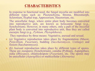 Fungi- Characteristics and Classification | PDF