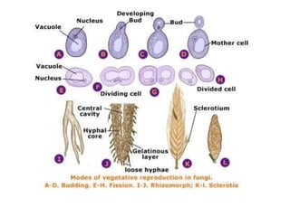 Mycological Loop Mycology 1st Year B.Sc. Hons.ppt