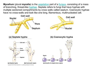 Mycelium (plural mycelia) is the vegetative part of a fungus, consisting of a mass
of branching, thread-like hyphae. Septate refers to fungi that have hyphae with
multiple sectioned compartments by cross walls called septum. Coenocytic hyphae
have no cross-walls and look like one long, filamentous, multinucleated cell.
 
