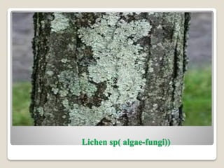 Lichen sp( algae-fungi))
 