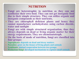 NUTRITION
 Fungi are heterotrophic in nutrition as they can not
synthesize their own food. They can not get inorganic food
due to their simple structure. They can utilize organic and
inorganic compounds as their nutrients.
 They are chlorophyll deficient plants and hence they
cannot manufacture carbohydrates using carbon dioxide,
water and sunlight
 Fungi are with simple structural organization, thus they
always depends on dead or living organic matter for their
energy requirements. They are chemoautotroph.
 On the basis of mode of nutrition, fungi are classified into
four groups:
 Saprophytes- depends on dead and decay matters
 Parasites- grow on the tissues of living plants and animals
 Symbionts- mutual cooperation between two groups
 Predacious fungi- developed mechanisms to capture small animals
 