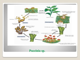 Puccinia sp.
 