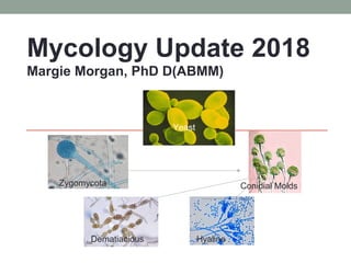 MYCOLOGY
Mycology Update 2018
Margie Morgan, PhD D(ABMM)
Yeast
Zygomycota Conidial Molds
Dematiacious Hyaline
Yeast
 