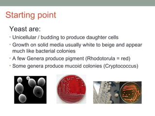 Starting point
Yeast are:
• Unicellular / budding to produce daughter cells
• Growth on solid media usually white to beige...