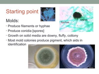 Starting point
Molds:
• Produce filaments or hyphae
• Produce conidia [spores]
• Growth on solid media are downy, fluffy, ...