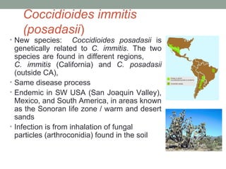 Coccidioides immitis
(posadasii)
• New species: Coccidioides posadasii is
genetically related to C. immitis. The two
species are found in different regions,
C. immitis (California) and C. posadasii
(outside CA),
• Same disease process
• Endemic in SW USA (San Joaquin Valley),
Mexico, and South America, in areas known
as the Sonoran life zone / warm and desert
sands
• Infection is from inhalation of fungal
particles (arthroconidia) found in the soil
 