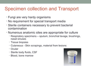 Specimen collection and Transport
• Fungi are very hardy organisms
• No requirement for special transport media
• Sterile containers necessary to prevent bacterial
contamination
• Numerous anatomic sites are appropriate for culture
• Respiratory specimens – sputum, bronchial lavage, brushings,
nasal sinuses
• Tissue biopsies
• Cutaneous - Skin scrapings, material from lesions
• Ocular
• Sterile body fluids, CSF
• Blood, bone marrow
 