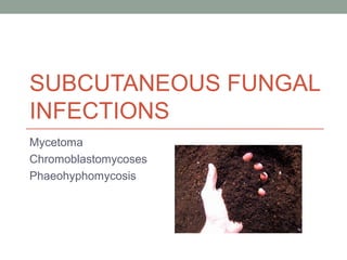 SUBCUTANEOUS FUNGAL
INFECTIONS
Mycetoma
Chromoblastomycoses
Phaeohyphomycosis
 
