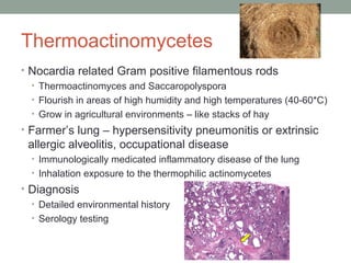 Thermoactinomycetes
• Nocardia related Gram positive filamentous rods
• Thermoactinomyces and Saccaropolyspora
• Flourish in areas of high humidity and high temperatures (40-60*C)
• Grow in agricultural environments – like stacks of hay
• Farmer’s lung – hypersensitivity pneumonitis or extrinsic
allergic alveolitis, occupational disease
• Immunologically medicated inflammatory disease of the lung
• Inhalation exposure to the thermophilic actinomycetes
• Diagnosis
• Detailed environmental history
• Serology testing
 
