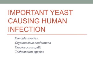 IMPORTANT YEAST
CAUSING HUMAN
INFECTION
Candida species
Cryptococcus neoformans
Cryptococcus gattii
Trichosporon species
 