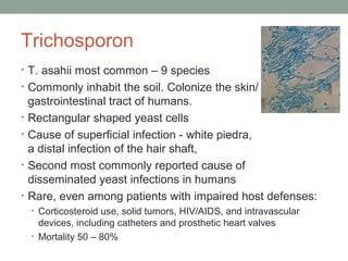Trichosporon
• T. asahii most common – 9 species
• Commonly inhabit the soil. Colonize the skin/
gastrointestinal tract of humans.
• Rectangular shaped yeast cells
• Cause of superficial infection - white piedra,
a distal infection of the hair shaft,
• Second most commonly reported cause of
disseminated yeast infections in humans
• Rare, even among patients with impaired host defenses:
• Corticosteroid use, solid tumors, HIV/AIDS, and intravascular
devices, including catheters and prosthetic heart valves
• Mortality 50 – 80%
 