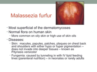 Malassezia furfur
• Most superficial of the dermatomycoses
• Normal flora on human skin
• More common on oily skin or high use of skin oils
• Diseases:
• Skin: macules, papules, patches, plaques on chest back
and shoulders with either hypo or hyper pigmentation –
does not invade into deeper tissues – known as
Pityriasis versicolor
• Fungemia: caused by tunneling in with IV lipid feeding
lines (parenteral nutrition) – in neonates or rarely adults
 