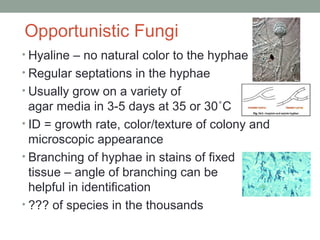 Opportunistic Fungi
• Hyaline – no natural color to the hyphae
• Regular septations in the hyphae
• Usually grow on a variety of
agar media in 3-5 days at 35 or 30˚C
• ID = growth rate, color/texture of colony and
microscopic appearance
• Branching of hyphae in stains of fixed
tissue – angle of branching can be
helpful in identification
• ??? of species in the thousands
 