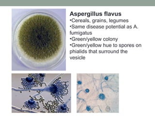 Aspergillus flavus
•Cereals, grains, legumes
•Same disease potential as A.
fumigatus
•Green/yellow colony
•Green/yellow hue to spores on
phialids that surround the
vesicle
 
