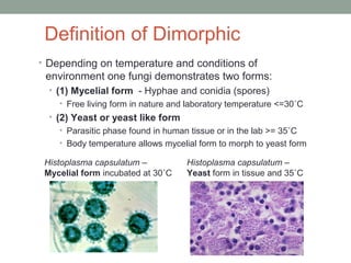 Definition of Dimorphic
• Depending on temperature and conditions of
environment one fungi demonstrates two forms:
• (1) M...