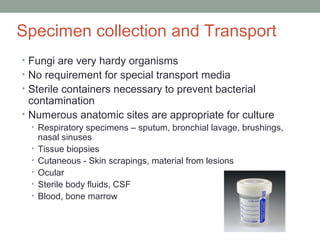 Specimen collection and Transport
• Fungi are very hardy organisms
• No requirement for special transport media
• Sterile ...