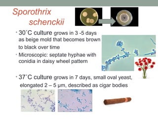 Sporothrix
schenckii
• 30˚C culture grows in 3 -5 days
as beige mold that becomes brown
to black over time
• Microscopic: ...