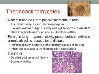 Thermoactinomycetes
• Nocardia related Gram positive filamentous rods
• Thermoactinomyces and Saccaropolyspora
• Flourish ...