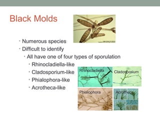 Black Molds
• Numerous species
• Difficult to identify
• All have one of four types of sporulation
• Rhinocladiella-like
•...