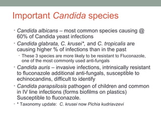 Important Candida species
• Candida albicans – most common species causing @
60% of Candida yeast infections
• Candida gla...