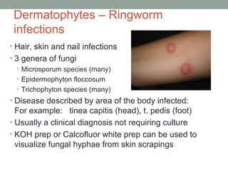 Dermatophytes – Ringworm
infections
• Hair, skin and nail infections
• 3 genera of fungi
• Microsporum species (many)
• Ep...