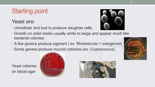 Starting point
Yeast are:
• Unicellular and bud to produce daughter cells
• Growth on solid media usually white to beige a...