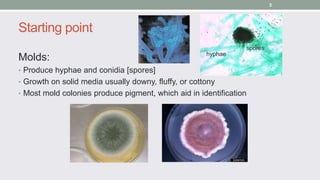 Starting point
Molds:
• Produce hyphae and conidia [spores]
• Growth on solid media usually downy, fluffy, or cottony
• Mo...