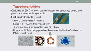 Paracoccidioides
• Cultures at 30*C – mold, cultures usually not performed due to slow
growth and nonspecific sporulation
...