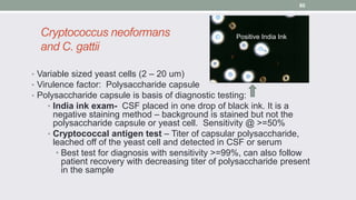 Cryptococcus neoformans
and C. gattii
• Variable sized yeast cells (2 – 20 um)
• Virulence factor: Polysaccharide capsule
...