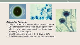 Aspergillus fumigatus
• Ubiquitous airborne fungus, inhale conidia in nature
• One of most common species causing pulmonar...