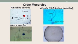 Rhizopus species Absidia (Lichtheimia complex)
Mucor species
No rhizoids
Rhizoids
Order Mucorales
Distant rhizoid
110
 
