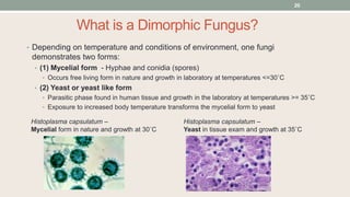 What is a Dimorphic Fungus?
• Depending on temperature and conditions of environment, one fungi
demonstrates two forms:
• (1) Mycelial form - Hyphae and conidia (spores)
• Occurs free living form in nature and growth in laboratory at temperatures <=30˚C
• (2) Yeast or yeast like form
• Parasitic phase found in human tissue and growth in the laboratory at temperatures >= 35˚C
• Exposure to increased body temperature transforms the mycelial form to yeast
Histoplasma capsulatum –
Mycelial form in nature and growth at 30˚C
Histoplasma capsulatum –
Yeast in tissue exam and growth at 35˚C
20
 