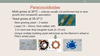 Paracoccidioides
• Mold grows at 30*C – cultures usually not performed due to slow
growth and nonspecific sporulation
• Ye...