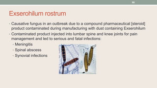 Exserohilum rostrum
• Causative fungus in an outbreak due to a compound pharmaceutical [steroid]
product contaminated during manufacturing with dust containing Exserohilum
• Contaminated product injected into lumbar spine and knee joints for pain
management and led to serious and fatal infections:
• Meningitis
• Spinal abscess
• Synovial infections
68
 