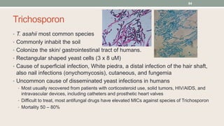 Trichosporon
• T. asahii most common species
• Commonly inhabit the soil
• Colonize the skin/ gastrointestinal tract of hu...