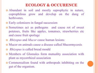 ECOLOGY & OCCURENCE
 Abundant in soil and mostly saprophytic in nature,
coprophilous grow and develop on the dung of
herbivores.
 Early colonizers in fungal succession
 Sometimes act as pathogens and cause rot of sweet
potatoes, fruits like apples, tomatoes, strawberries etc
and cause fruit spoilage
 Rhizopus and Mucor cause human lesions
 Mucor on animals cause a disease called Mucormycosis
 Rhizopus is called bread mould
 Members of Glomales form mutuality association with
plant as mycorrhizal association
 Commensalism found with arthropods inhibiting on the
gut of the organism.
 
