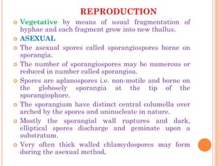 REPRODUCTION
 Vegetative by means of usual fragmentation of
hyphae and each fragment grow into new thallus.
 ASEXUAL
 The asexual spores called sporangiospores borne on
sporangia.
 The number of sporangiospores may be numerous or
reduced in number called sporangioa.
 Spores are aplanospores i.e. non-motile and borne on
the globosely sporangia at the tip of the
sporangiophore.
 The sporangium have distinct central columella over
arched by the spores and uninucleate in nature.
 Mostly the sporangial wall ruptures and dark,
elliptical spores discharge and geminate upon a
substratum.
 Very often thick walled chlamydospores may form
during the asexual method.
 