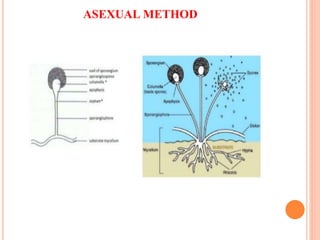 ASEXUAL METHOD
 