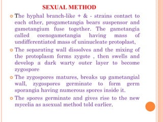 SEXUAL METHOD
 The hyphal branch-like + & - strains contact to
each other, progametangia bears suspensor and
gametangium fuse together. The gametangia
called coenogametangia having mass of
undifferentiated mass of uninucleate protoplast,
 The separating wall dissolves and the mixing of
the protoplasm forms zygote , then swells and
develop a dark warty outer layer to become
zygospore
 The zygospores matures, breaks up gametangial
wall, zygospores germinate to form germ
sporangia having numerous spores inside it.
 The spores germinate and gives rise to the new
mycelia as asexual method told earlier.
 
